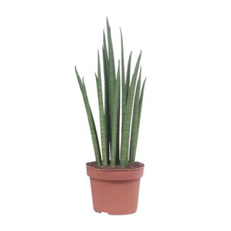Lengua de suegra, Hoja verde cilíndrica/ en forma de lanza, Sansevieria Mikado - Ø19cm - ↕70cm
