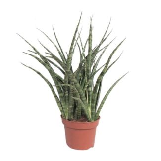 Lengua de suegra, La planta serpiente, Hoja verde esmeralda con manchas/rayas claras, Aspecto estrellado, Sansevieria Fernwood Punk Ø12cm - ↕35cm