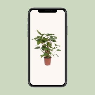 Planta reina de corazones