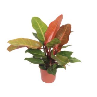Philodendron naranja