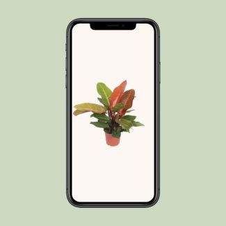 Philodendron naranja