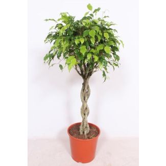 Ficus Exótica - Altura 120 cm - planta de interior ficus / higuera Ø30cm