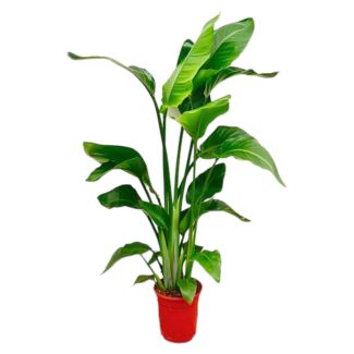 Strelitzia Nicolai – Planta del Paraíso Blanca – 100 cm – con o sin macetas elegantes de Elho