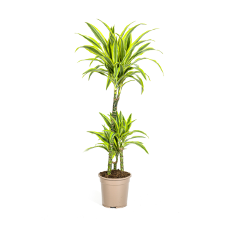 Dracaena Deremensis Lemon Lime – Elige altura de 70 a 190 cm