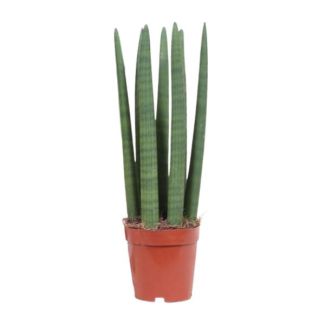 Planta serpiente, Lengua de suegra, Hoja verde erecta, Sansevieria Mikado - Ø12cm - ↕40cm