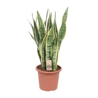 Lengua de suegra, Planta de borde dorado, Hoja en forma de espada verde oscuro con borde amarillo, Sansevieria Laurentii - Ø25cm - ↕85cm
