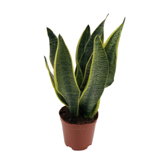 Planta serpiente, Lengua de suegra, Hoja en forma de espada de color verde oscuro con rayas, Sansevieria Superba - Ø12cm - ↕40cm