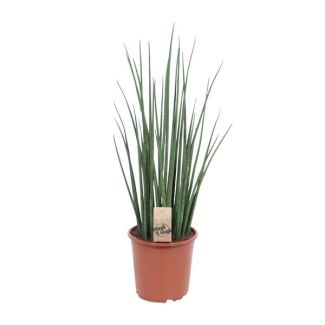 Planta serpiente, lengua de suegra, hoja verde cilíndrica/parecida a una lanza, Sansevieria Mikado - Ø19cm - ↕70cm