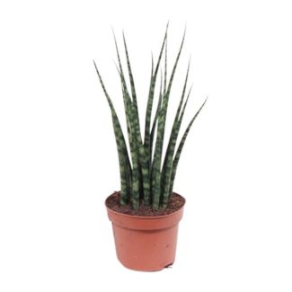 La Planta Mikado, La Sansevieria Varenhout Mikado, Ø12cm - ↕40cm