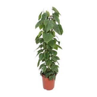 Philodendron Scandens - 120 cm de altura - planta trepadora de interior