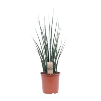 Planta serpiente, lengua de suegra, hoja verde cilíndrica/parecida a una lanza, Sansevieria Mikado - Ø19cm - ↕80cm