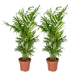Chamaedorea Elegans (Palma Enana Mexicana) - 2 unidades - Ø12cm - ↕40cm
