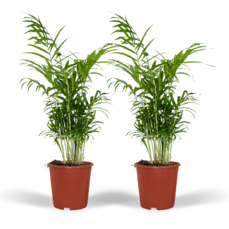2x Palma Enana Mexicana, Planta de Interior, Palma de Montaña, Chamaedorea Elegans -Ø17cm - ↕55cm