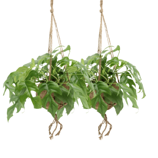 2 Piezas de Planta de Agujeros y Kokodama