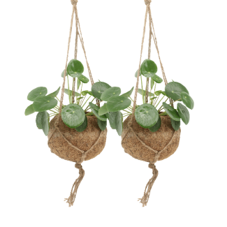 2 plantas Pilea peperomioides
