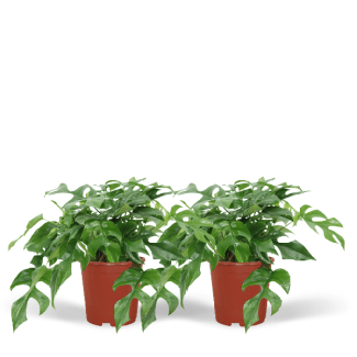 2 Piezas de Planta de Agujeros