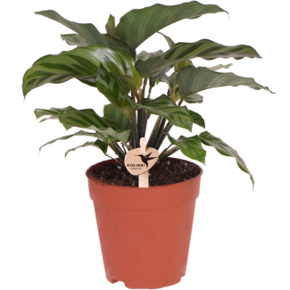 La planta pavo real