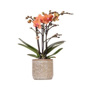 Orquídea mariposa Bolzano en maceta decorativa Jaguar