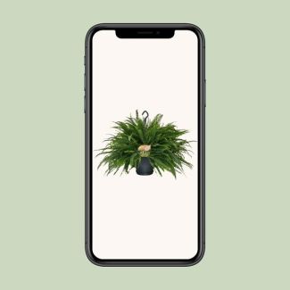 Helecho de Boston - Planta de interior con hojas plumosas