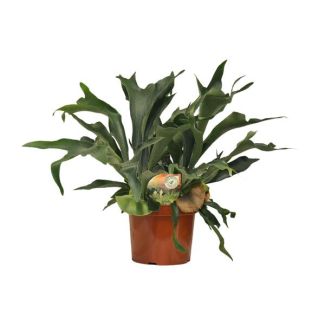 Helecho cuerno de ciervo | Platycerium Bifurcatum - Planta de interior única de aproximadamente 80 cm de altura Ø26cm