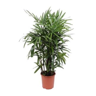 Palma de señora Rhapis excelsa 120 cm de altura - Ø27 cm