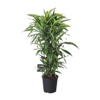 Dracaena ramificada