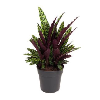 Planta de interior Calathea Lancifolia verde púrpura de aproximadamente 70 cm de altura - Planta pavo real Ø27cm
