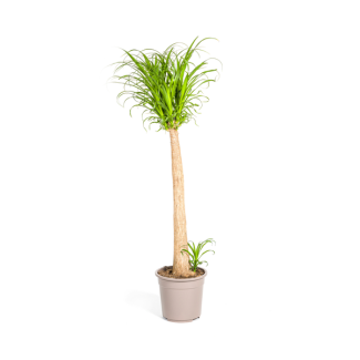 Pata de elefante (Beaucarnea Recurvata) – Planta de interior – Altura de 50 a 120 cm