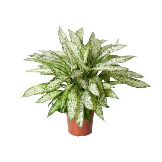 Dieffenbachia Vesuvius - Planta de interior con hojas verde claro llamativas - 80 cm de altura