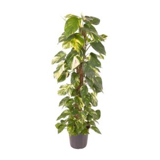 Hiedra Dragón, Epipremnum Pinnatum, 120 cm de altura, perfecta para interiores Ø24cm