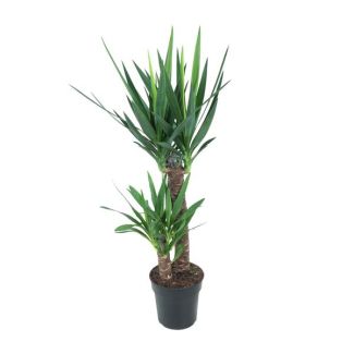 Yucca