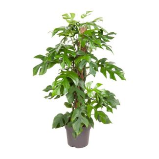 Planta de agujeros, Planta de interior verde, Tropical, Monstera Deliciosa - Ø19cm - ↕80cm