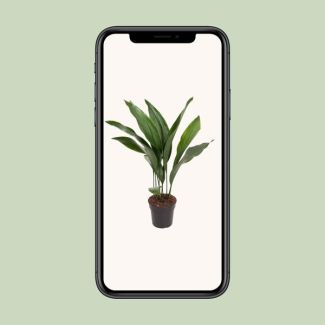 Aspidistra Elatior - Ø17cm - ↕70cm