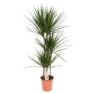 Planta de interior en tronco - Dracaena - planta de interior con hojas delgadas