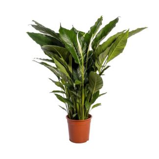 La Planta Cuchara o La Lirio de la Paz, Conocida por sus Flores Blancas, Spathiphyllum Sweet Sebastiano - Ø24cm - ↕110cm