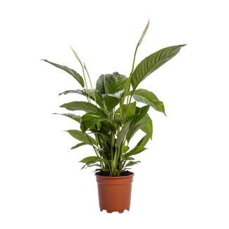 2 piezas de la Planta Cuchara o el Lirio de la Paz, conocido por sus flores blancas, Spathiphyllum Bingo Cupido - Ø19cm - ↕80cm