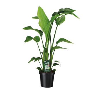 Planta Ave del Paraíso Blanca, Planta Tropical Verde, Strelitzia Nicolai, Ø19cm - ↕90cm