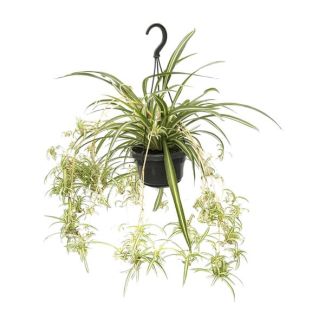Planta araña
