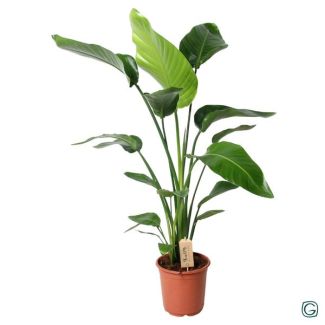 Planta Pájaro de Paraíso Blanca, Planta Verde Tropical, Strelitzia Nicolai, Ø21cm - ↕100cm