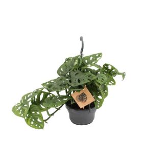 Planta de agujeros