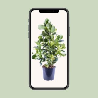 Clusia Rosea White Star aproximadamente 95 cm de altura - planta decorativa perfecta para salones