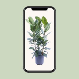 Ficus Audrey Toef 3 esquejes - Ø27cm - ↕105cm
