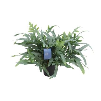 Phlebodium Aureum Blue Star - Ø17cm - ↕50cm Helecho azul
