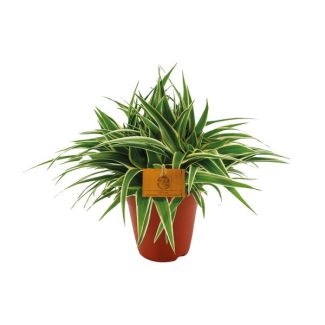 Liriope variegada