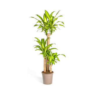 Dracaena Fragrans Massangeana – Elige tu altura – Planta de interior tropical con hojas amarillo-verdosas