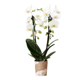 Orquídea mariposa Niagara Fall