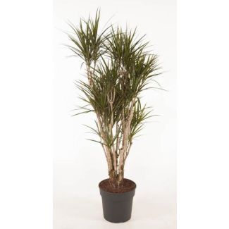 Dracaena Anita Variegata de 160 cm - Ideal para Casas y Oficinas - Árbol de Sangre de Dragón