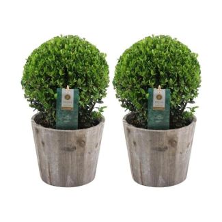 2x Acebo Japonés (hoja lisa y brillante), hermosa bola verde en maceta de madera | set de 2 piezas, Ilex crenata Jenny | 20 cm Ø diámetro 30 cm altura
