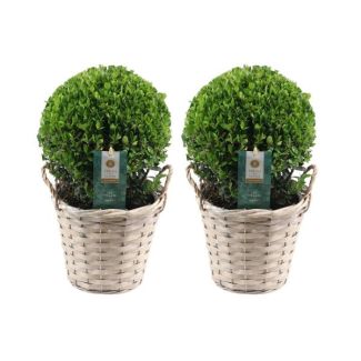 2x Acebo Japonés (hoja lisa y brillante), hermosa bola verde en cesta de mimbre | set de 2 piezas, Ilex crenata Jenny | 20 cm Ø diámetro 30 cm altura