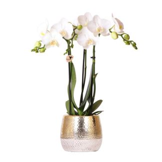 Orquídea Mariposa Amabilis en Maceta Elite Dorada